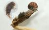 Proutia betulina